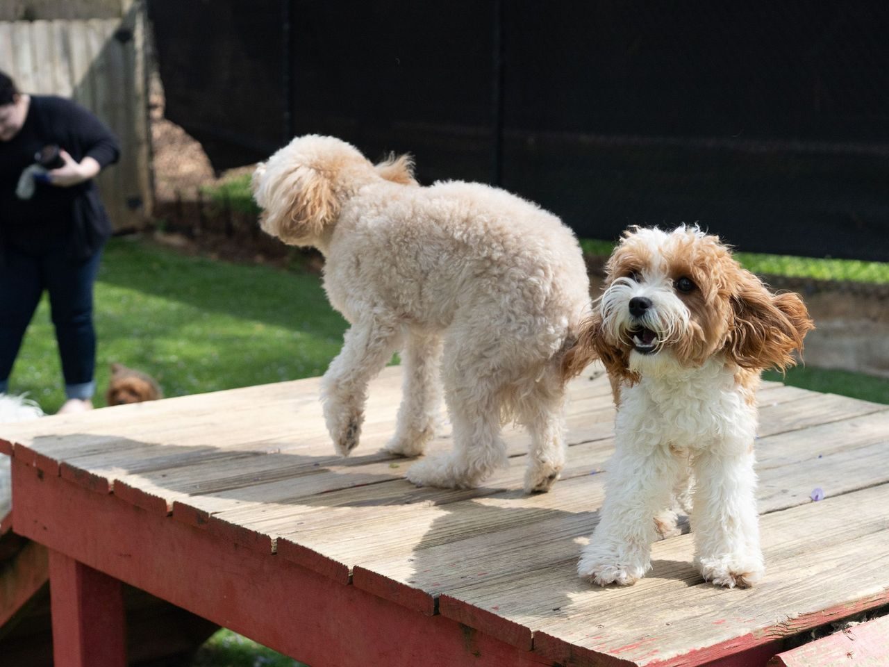 Daycare and play at Best In Show