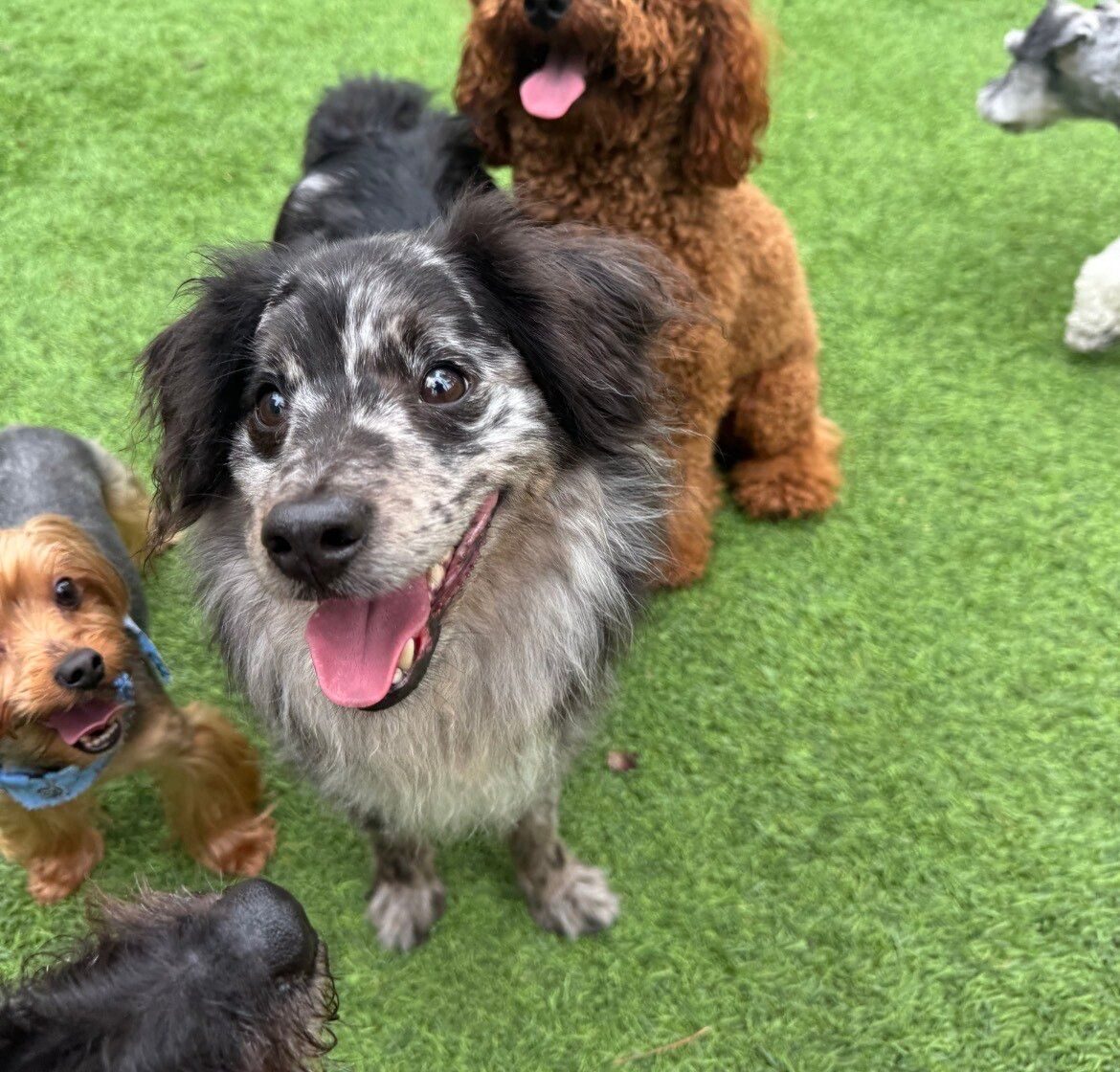 Daycare and play at Best In Show